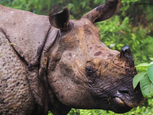 One Horn Rhino – Portrait